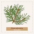 Pinus sylvestris - Scots pine