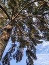 pinus sylvestris, scots pine, scotch pine, european red pine, baltic pine, blue sky Royalty Free Stock Photo