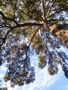 pinus sylvestris, scots pine, scotch pine, european red pine, baltic pine, blue sky Royalty Free Stock Photo