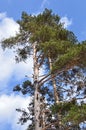 Pinus sylvestris - Scots pine trees Royalty Free Stock Photo