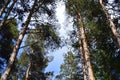 Pinus sylvestris - Scots pine trees Royalty Free Stock Photo