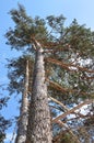 Pinus sylvestris - Scots pine trees Royalty Free Stock Photo