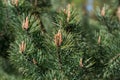 Pinus sylvestris, Scots pine young buds closeup selective focus