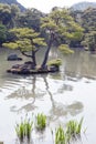 Pinus thunbergii or Japanese black pine growing on an islet Royalty Free Stock Photo