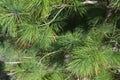 Pinus thunbergii Parl in the countryside Royalty Free Stock Photo