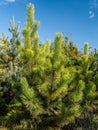 Pinus thunbergii pine tree Royalty Free Stock Photo