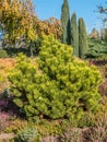 Pinus thunbergii pine tree Royalty Free Stock Photo