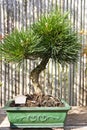 Pinus thunbergii, Pine Tree Royalty Free Stock Photo