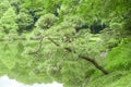 Pinus thunbergii trees, reflection on water pond