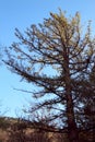 Pinus wallichiana in National Botanical Garden in Tbilisi in winter