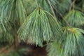 Pinus wallichiana. Himalayan pine tree needles.