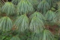 Pinus wallichiana. Himalayan pine tree needles.