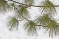 Pinus wallichiana or Himalayan white pine. Branch with needles