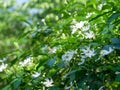 Pinwheel Jasmine, Crepe jasmine, Crape jasmine, white little flowers with green leaves.Scientific name: Tabernaemontana divaricata
