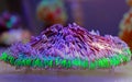 Plate LPS Coral in coral reef aquarium - Fungia sp. Royalty Free Stock Photo