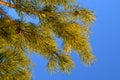 Piny branches and blue sky Royalty Free Stock Photo