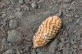 Piny cone on the ground Royalty Free Stock Photo