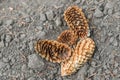Piny cones on the ground Royalty Free Stock Photo