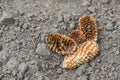 Piny cones on the ground Royalty Free Stock Photo