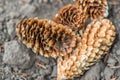 Piny cones on the ground Royalty Free Stock Photo