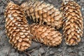 Piny cones on the ground Royalty Free Stock Photo