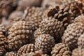 Pinyon Cone with Pine Nuts