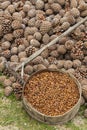 Pinyon Cone with Pine Nuts