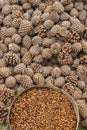 Pinyon Cone with Pine Nuts