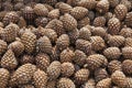Pinyon Cone with Pine Nuts