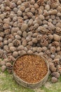 Pinyon Cone with Pine Nuts