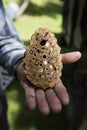 Pinyon Cone with Pine Nuts