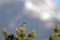 Pinyon Jay, Gymnorhinus cyanocephalus