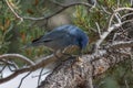 The pinyon jay Gymnorhinus cyanocephalus eating food in the tree