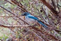 Pinyon jay Royalty Free Stock Photo