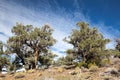Pinyon and Juniper Forest Royalty Free Stock Photo