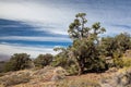 Pinyon and Juniper Forest Royalty Free Stock Photo