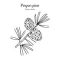 Pinyon or nut pine Pinus edulis , state tree of New Mexico Royalty Free Stock Photo