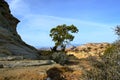 Pinyon Pine