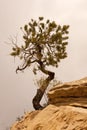 Pinyon Pine