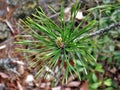 Pinyon Pine