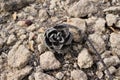 Pinyon pine cone against sandy desert soil