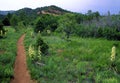 Pinyon Pine - Juniper Woodland 55518