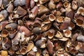Pinyon Pine Nut Shells Background Royalty Free Stock Photo