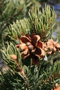 Pinyon pine (pinus edulis) cone Royalty Free Stock Photo