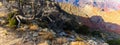 Pinyon Pine Tree Overlooking The Inner Canyon From Navajo Point, Royalty Free Stock Photo