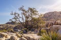 Pinyon pine tree (Pinus pinaceae) in Joshua Tree National Park, California