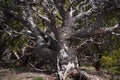 Pinyon Pine Tree Trunk and Branches Royalty Free Stock Photo