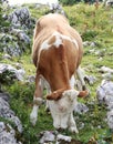 Pinzgauer cattle cow grazes among the rocks, where the best and tastiest grass is located. He chews. In the summer, Austrian cows