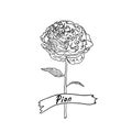 Pion flower on the stem. Black and white outline illustration.