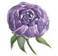 Pion lover. Botanical pion bud. Vintage Lilac art watercolor wedding blossom anemones .